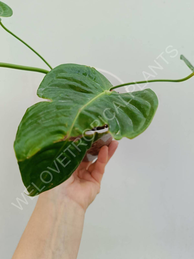 Anthurium veitchii narrow