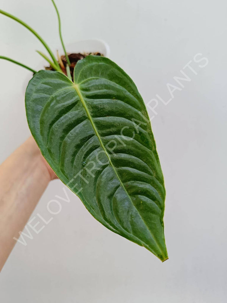 Anthurium veitchii narrow