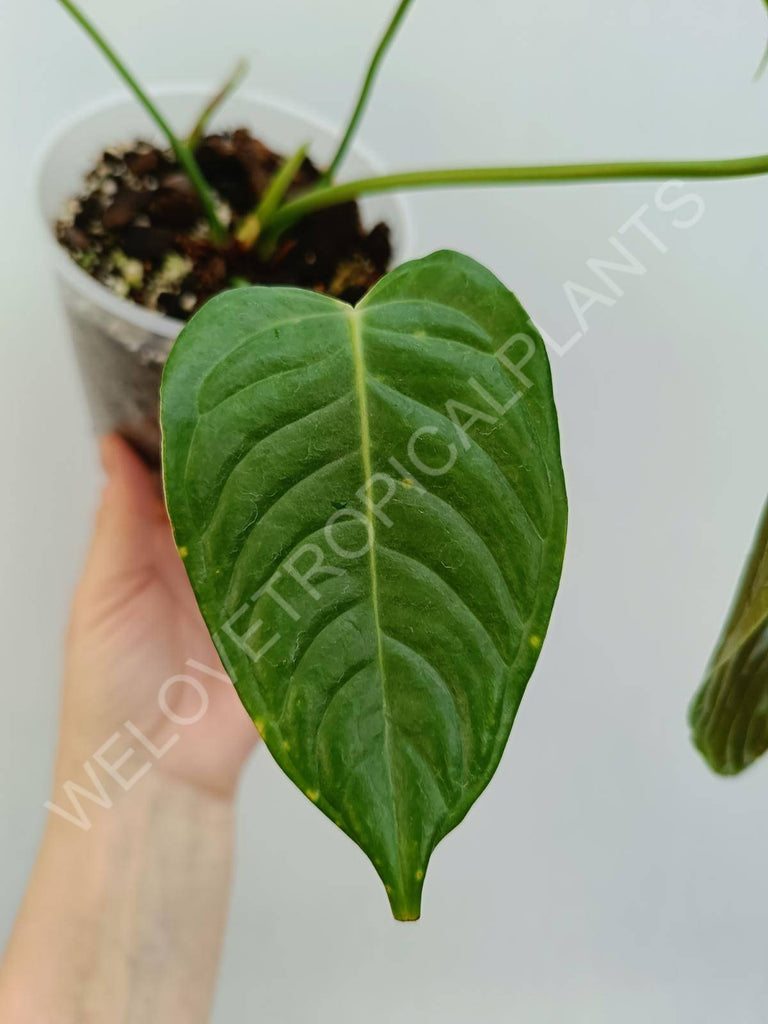 Anthurium veitchii narrow