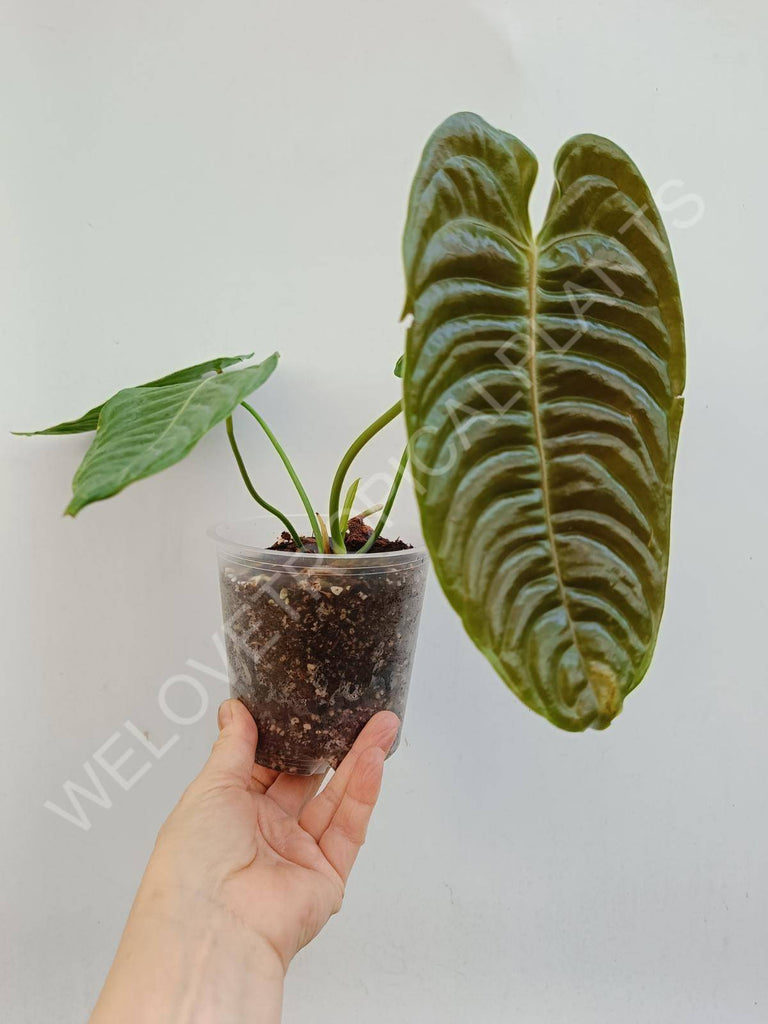 Anthurium veitchii narrow