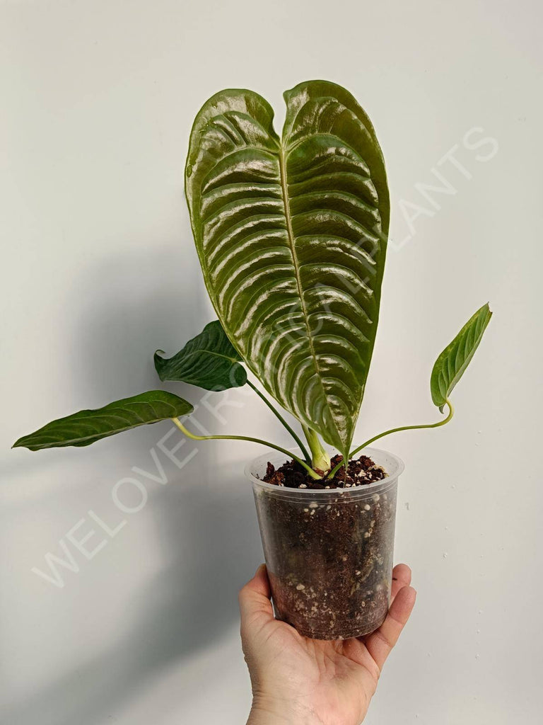 Anthurium veitchii narrow