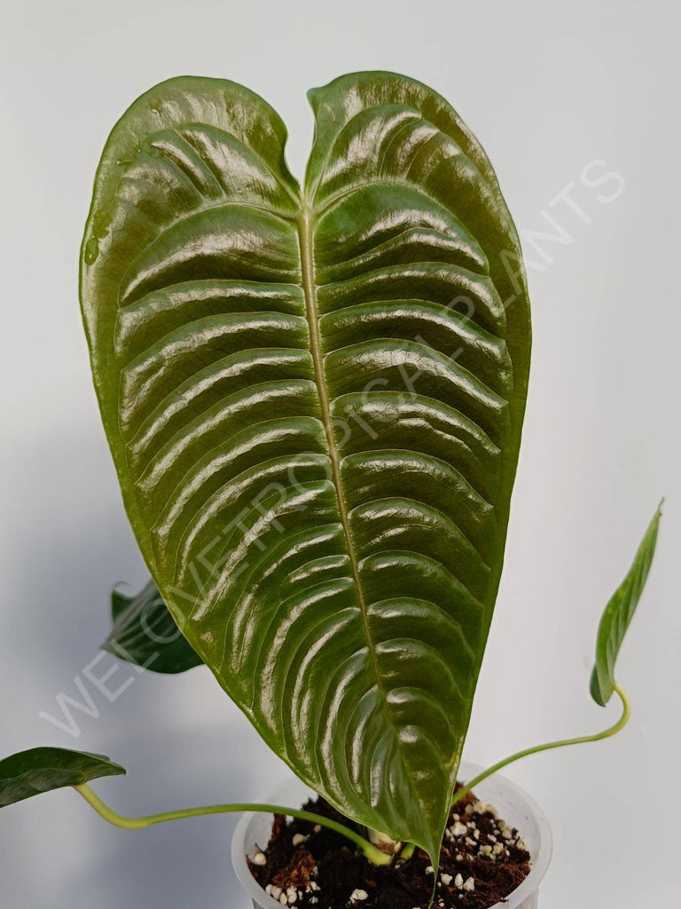 Anthurium veitchii narrow