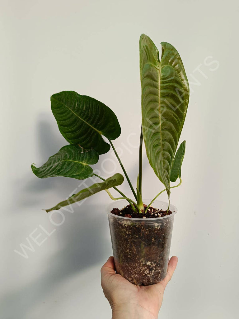 Anthurium veitchii narrow