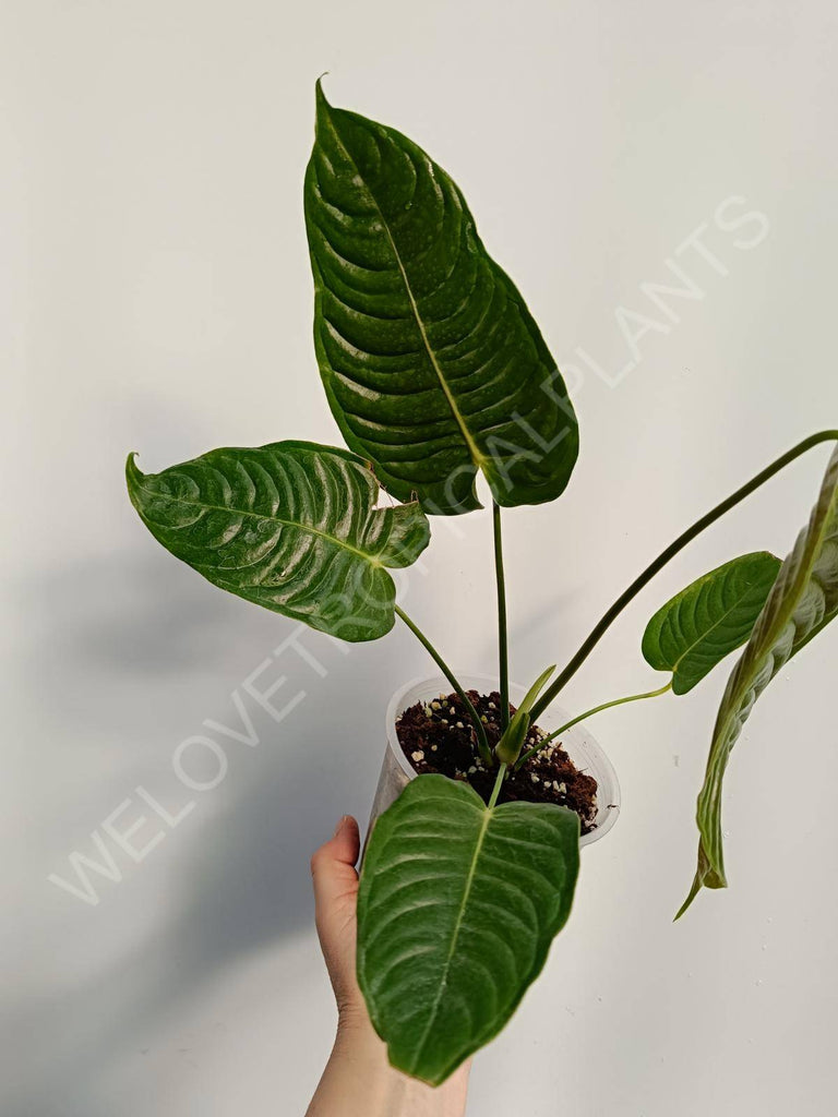 Anthurium veitchii narrow