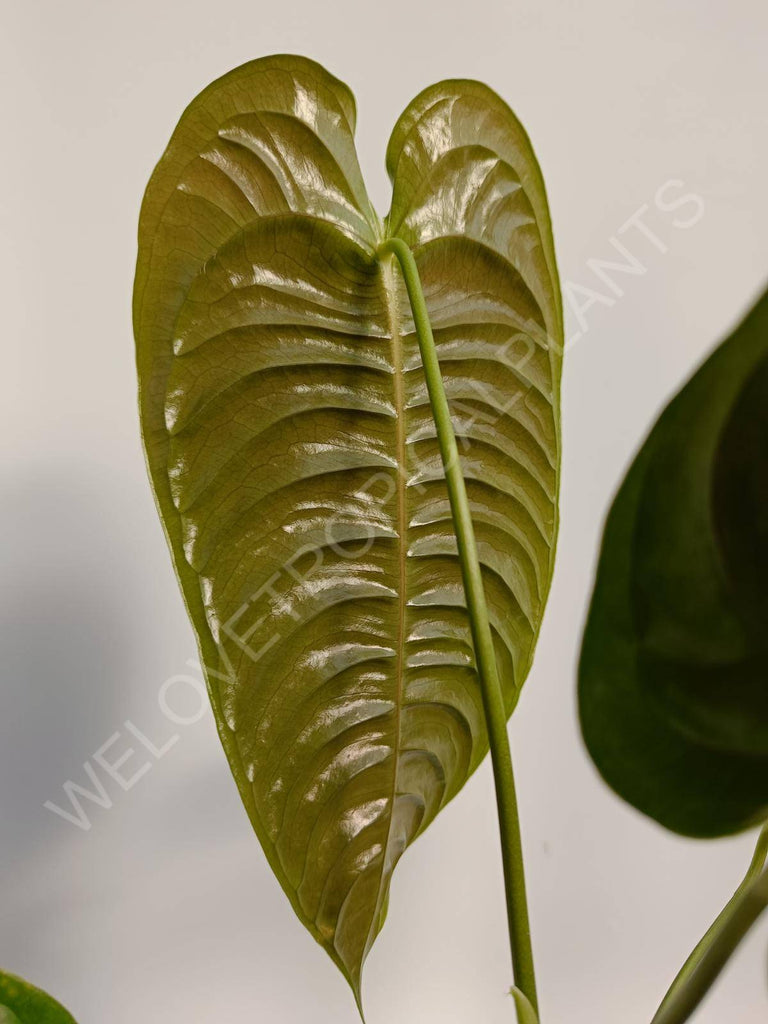 Anthurium veitchii narrow