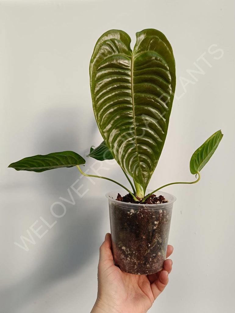 Anthurium veitchii narrow