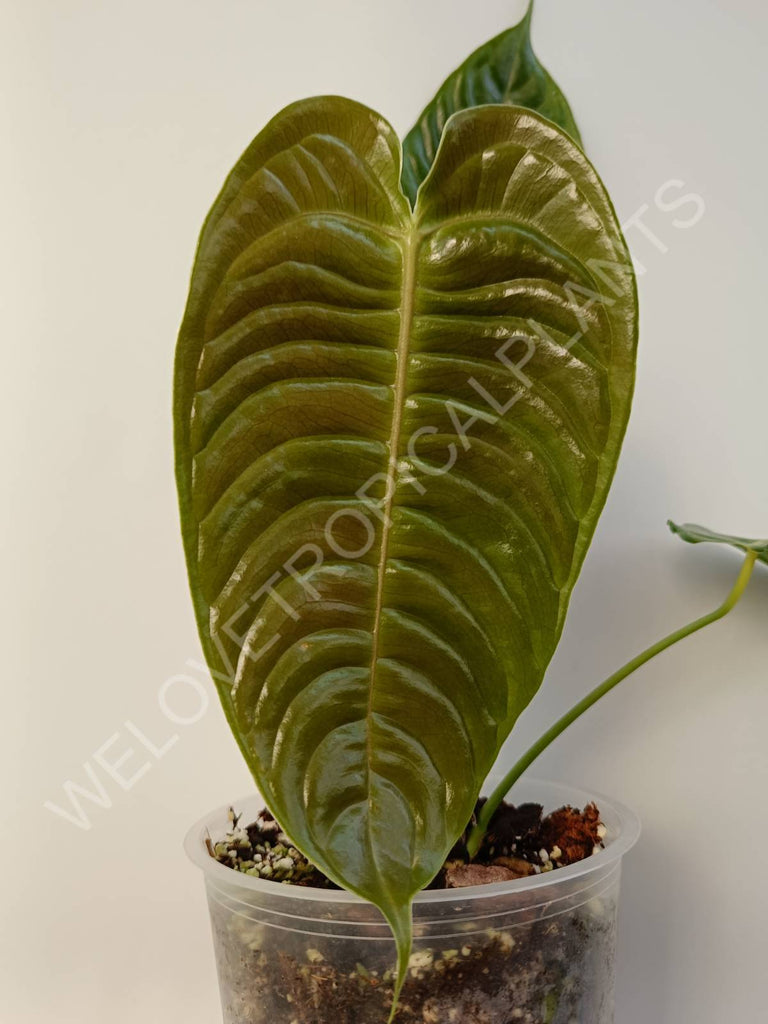 Anthurium veitchii narrow