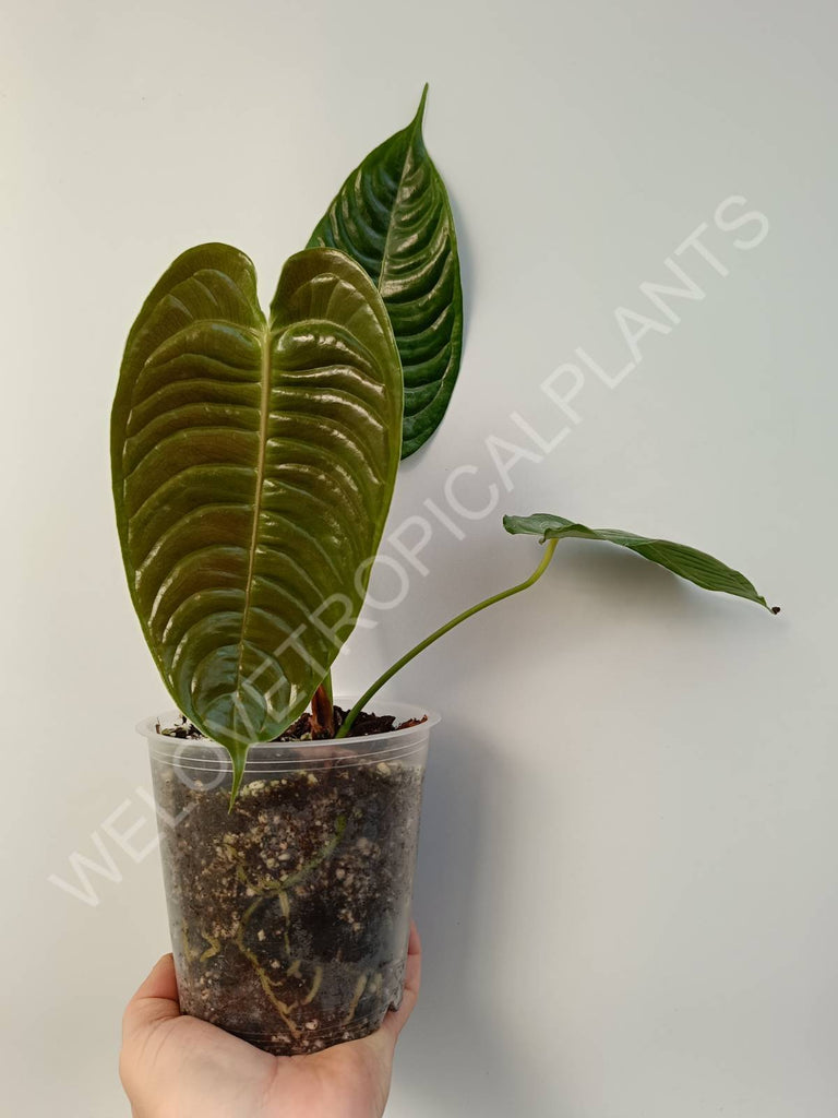 Anthurium veitchii narrow