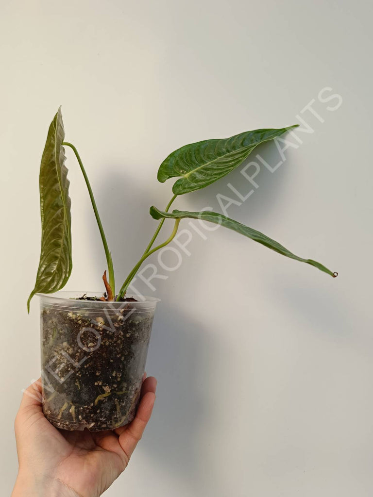 Anthurium veitchii narrow