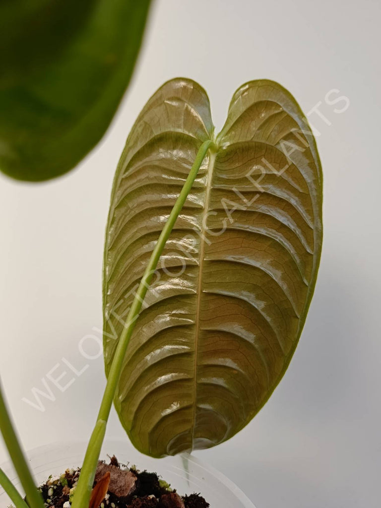 Anthurium veitchii narrow