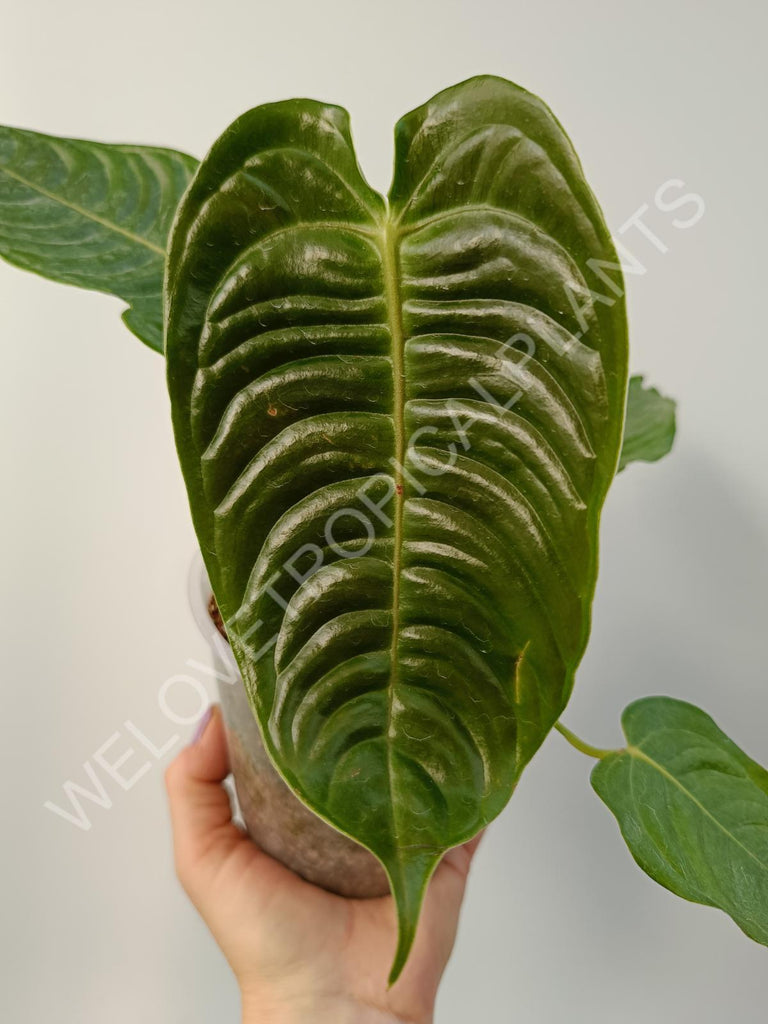 Anthurium veitchii narow