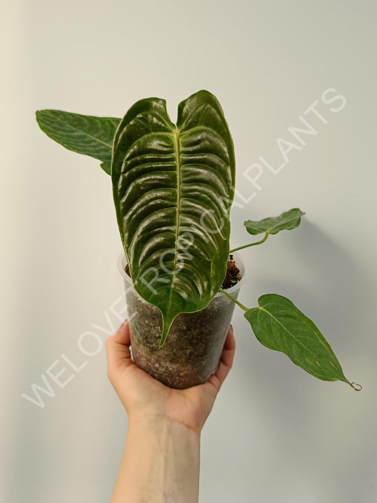 Anthurium veitchii narow