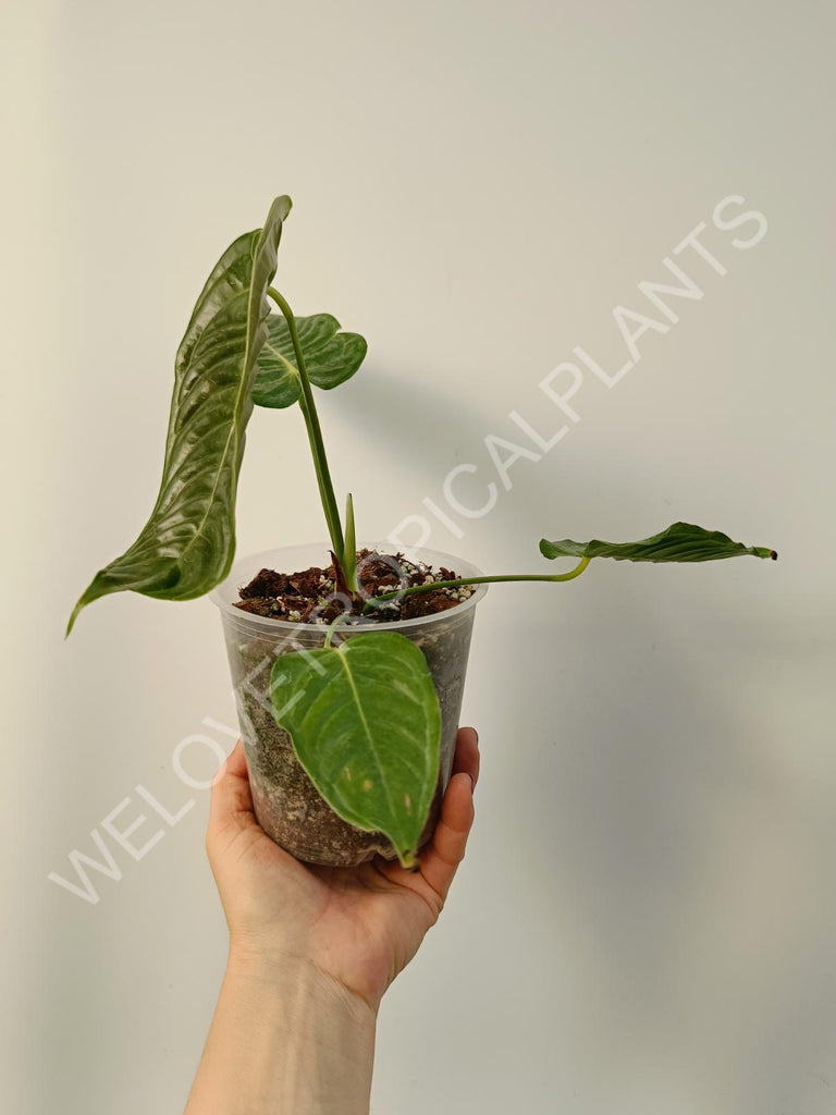 Anthurium veitchii narow