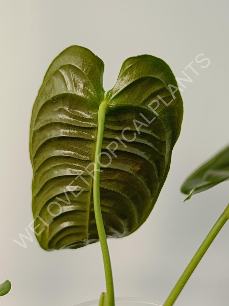 Anthurium veitchii narow