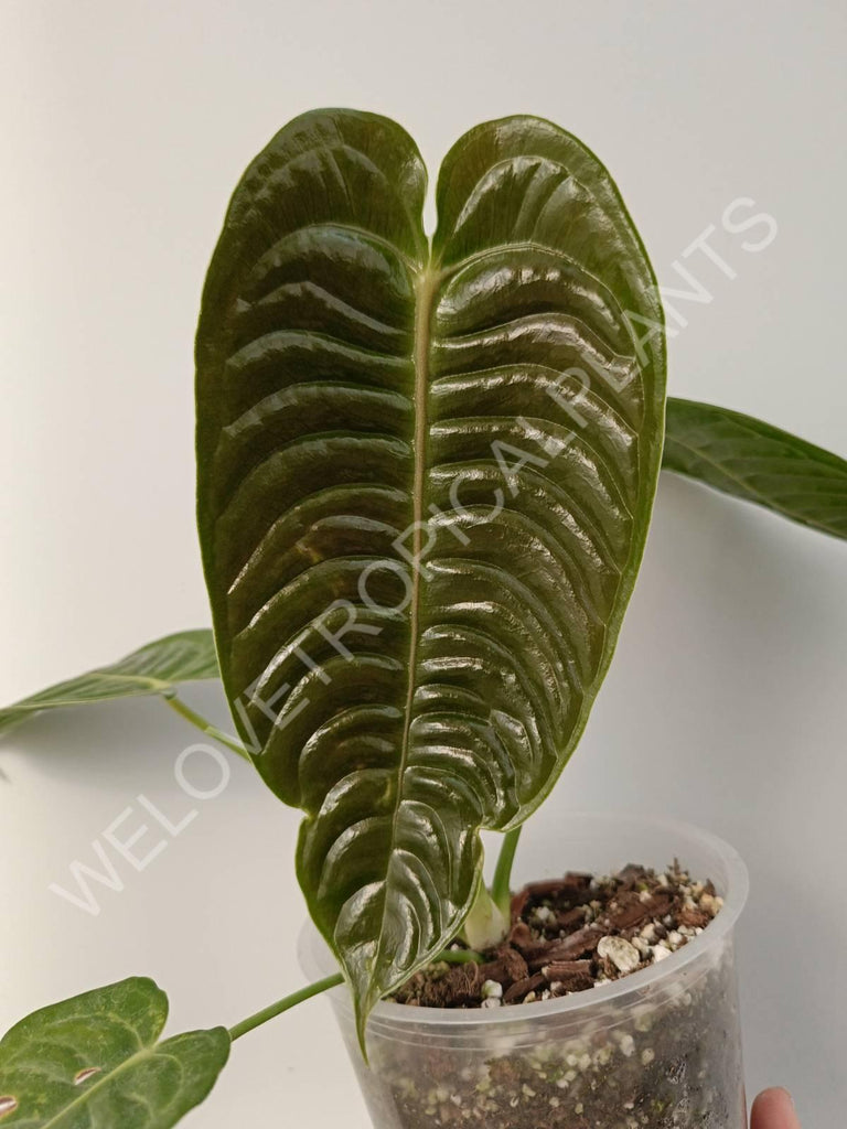 Anthurium veitchii narrow