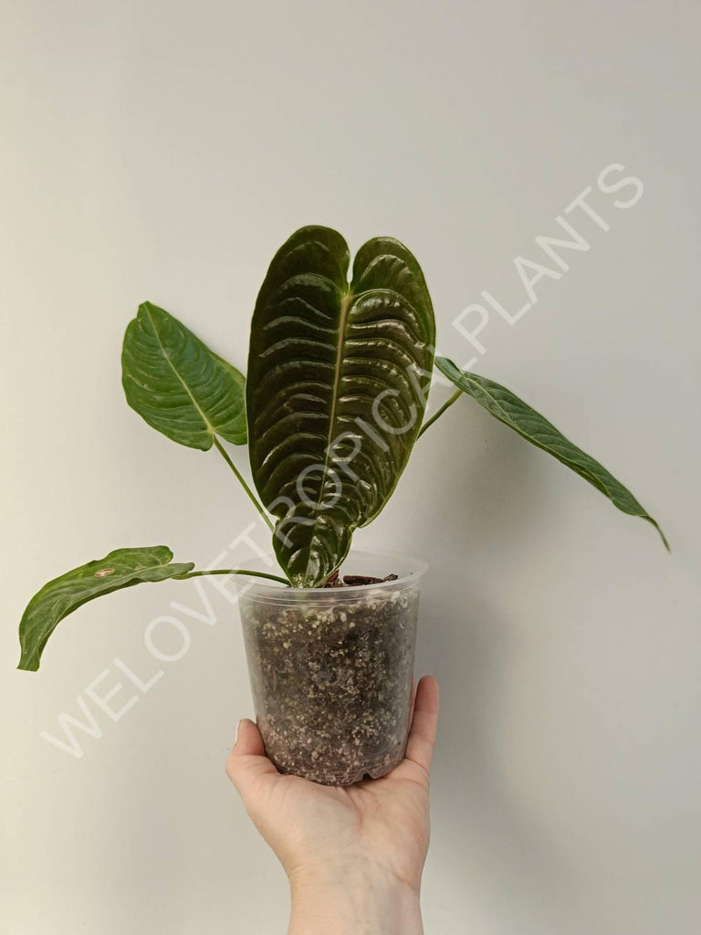 Anthurium veitchii narrow