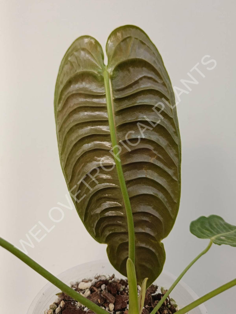 Anthurium veitchii narrow