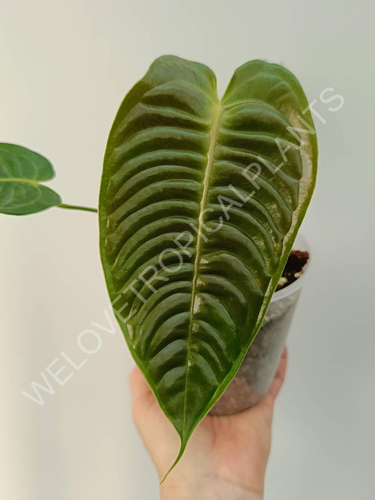 Anthurium veitchii narrow