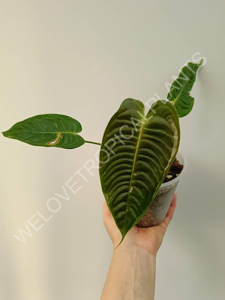 Anthurium veitchii narrow