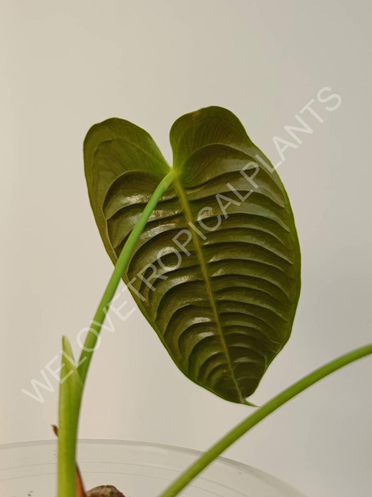 Anthurium veitchii narrow