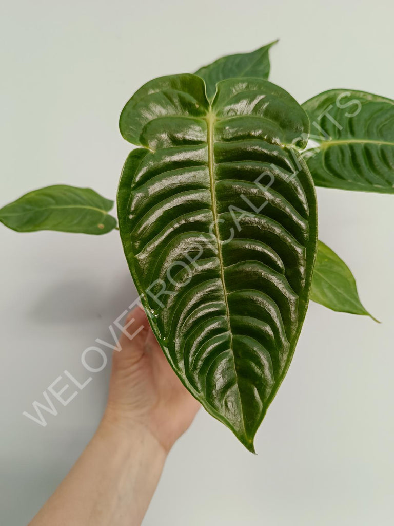 Anthurium veitchii narrow