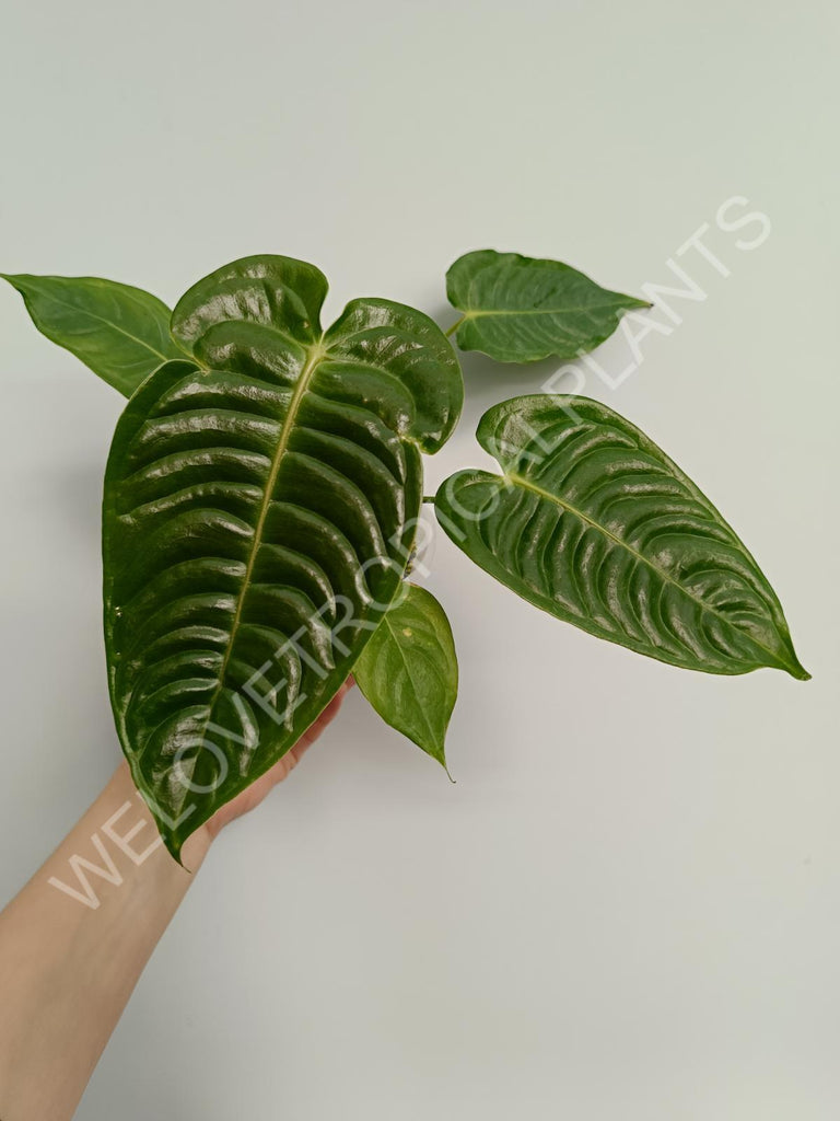 Anthurium veitchii narrow