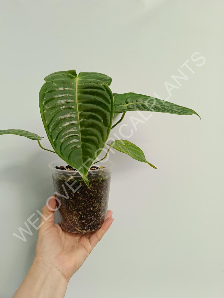 Anthurium veitchii narrow