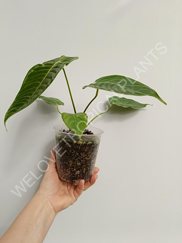 Anthurium veitchii narrow