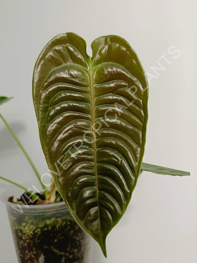 Anthurium veitchii narrow