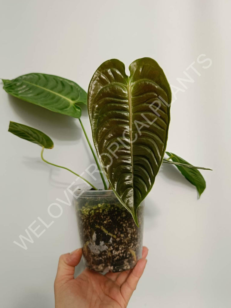 Anthurium veitchii narrow