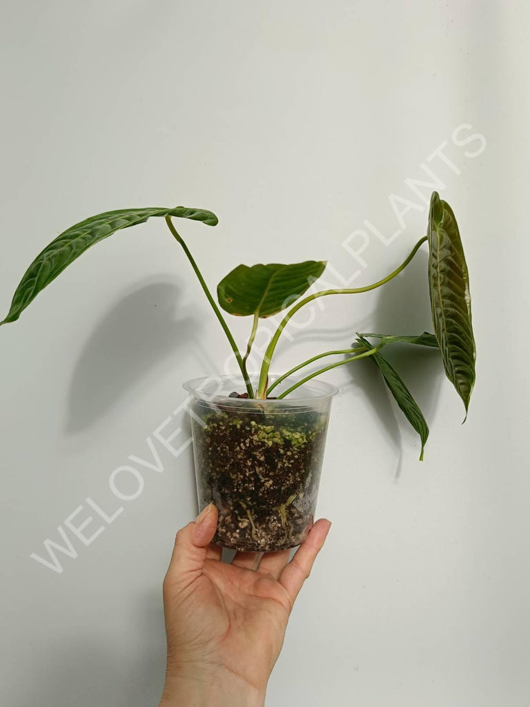 Anthurium veitchii narrow