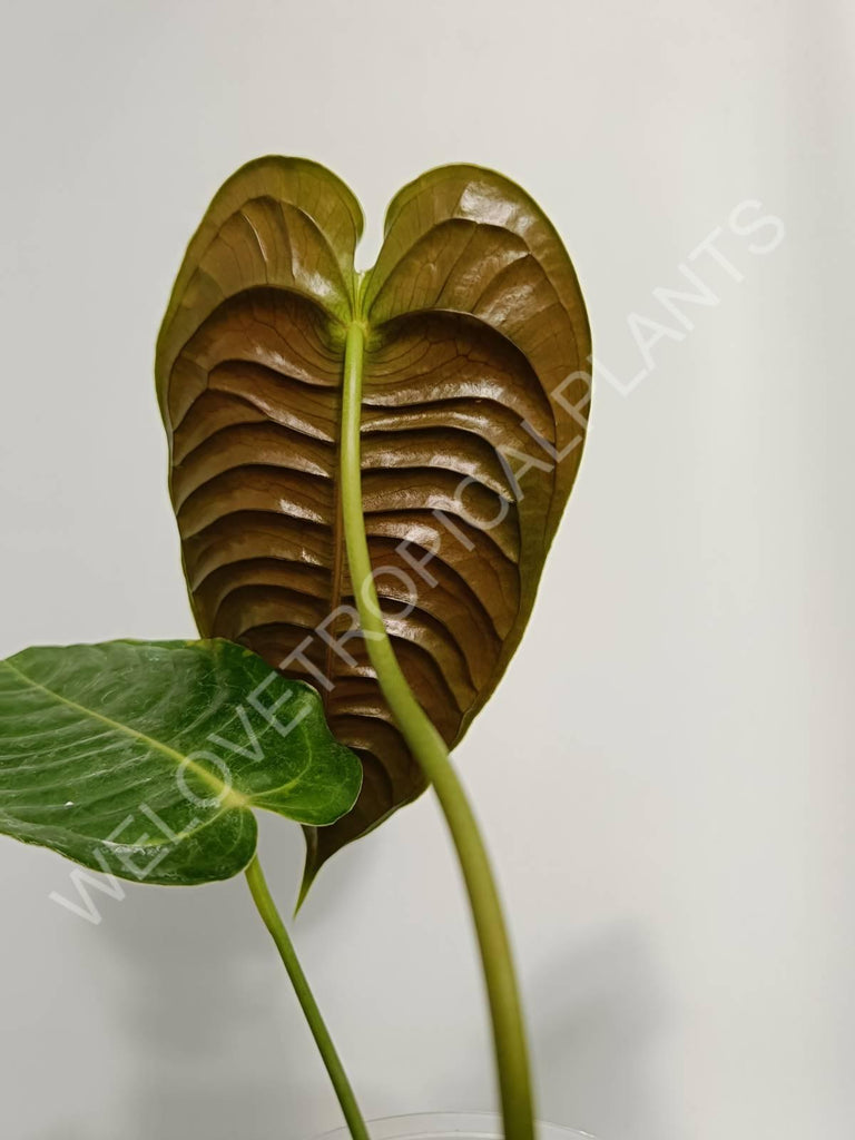 Anthurium veitchii narrow