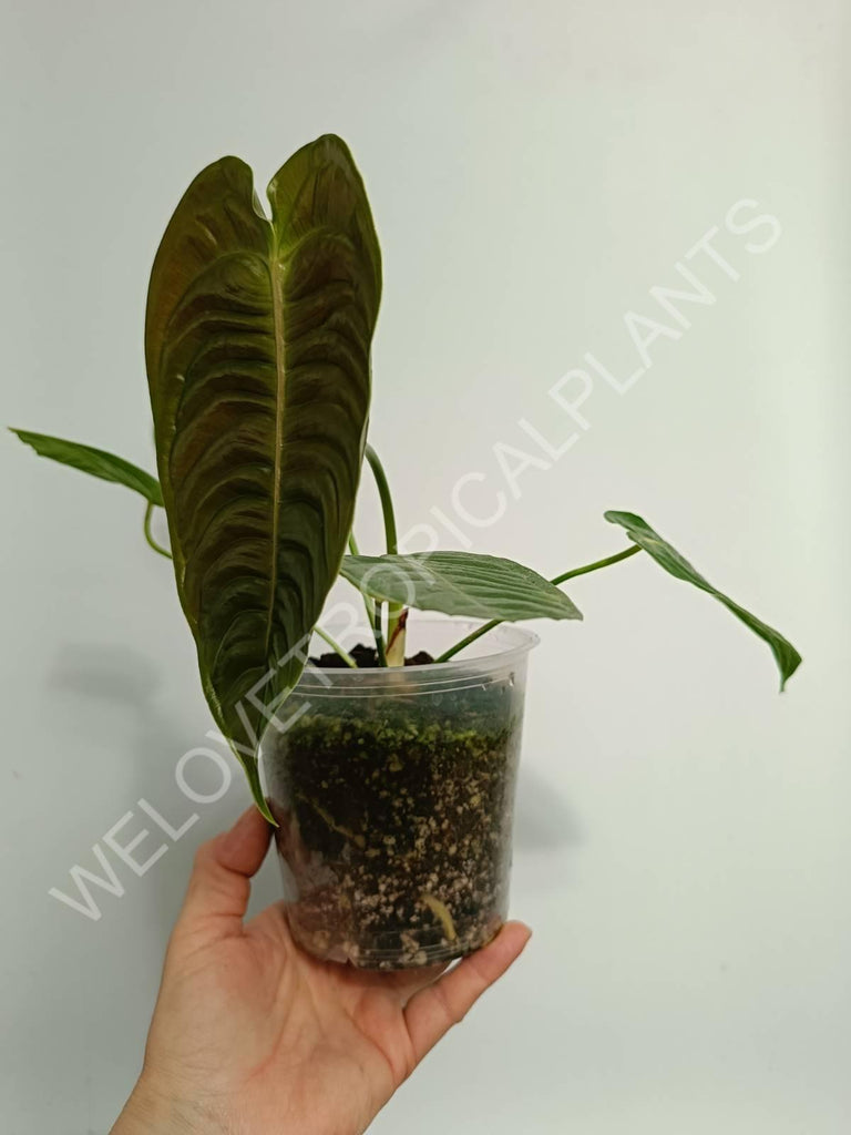 Anthurium veitchii narrow