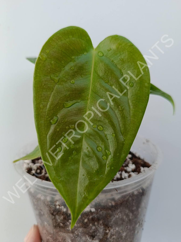 Anthurium veitchii narrow