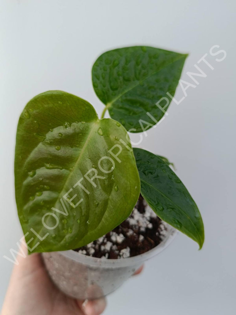 Anthurium veitchii narrow