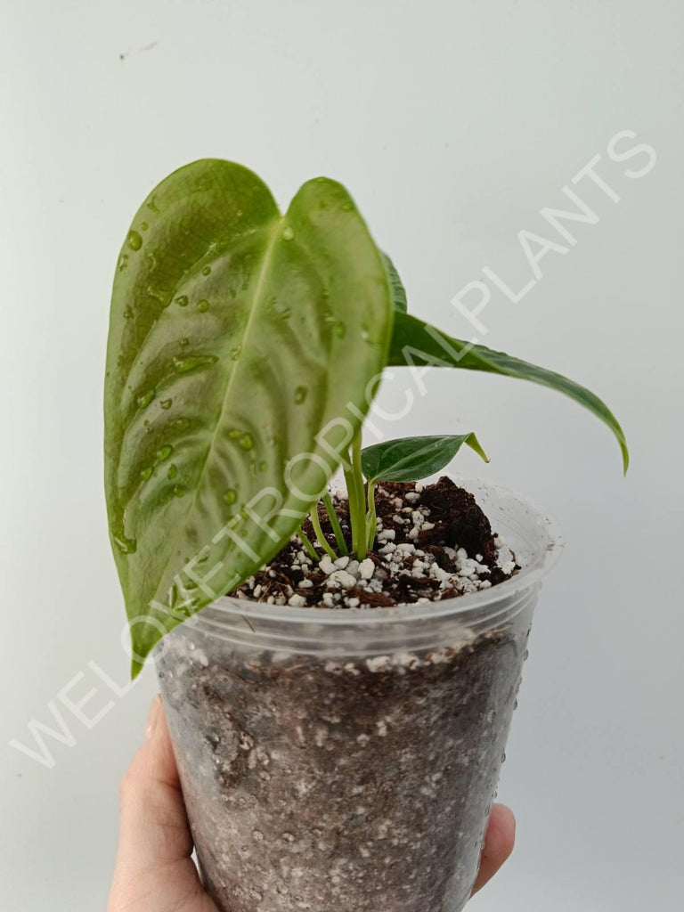 Anthurium veitchii narrow