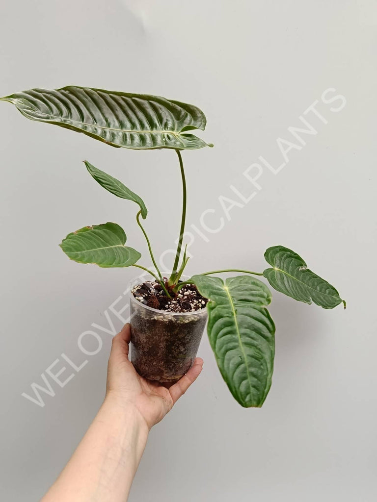 Anthurium veitchii narrow