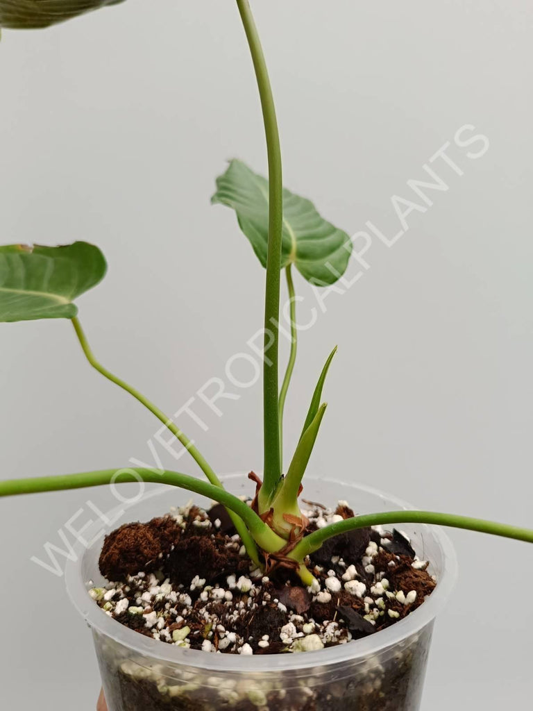 Anthurium veitchii narrow