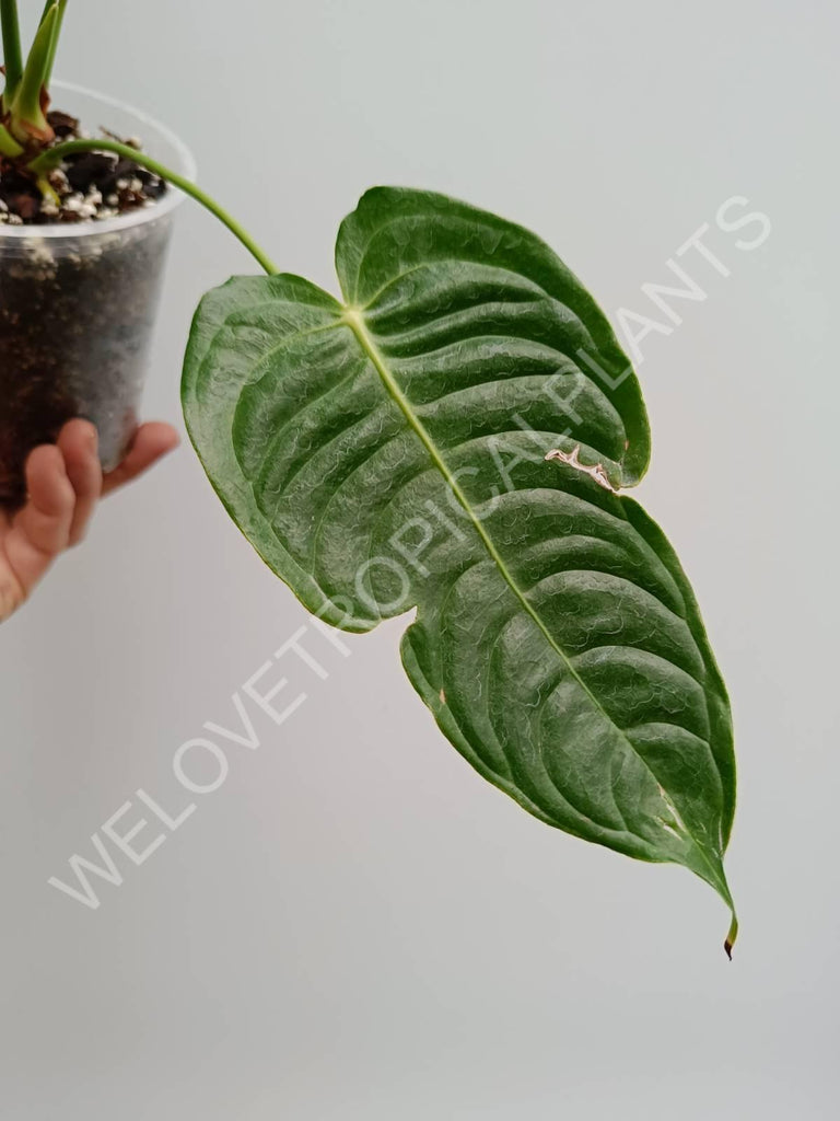 Anthurium veitchii narrow