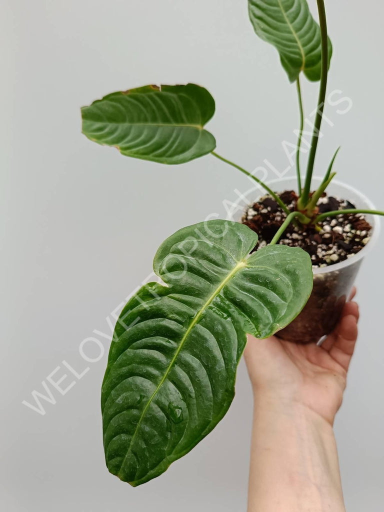 Anthurium veitchii narrow