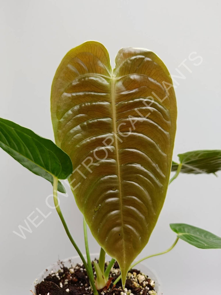 Anthurium veitchii narrow