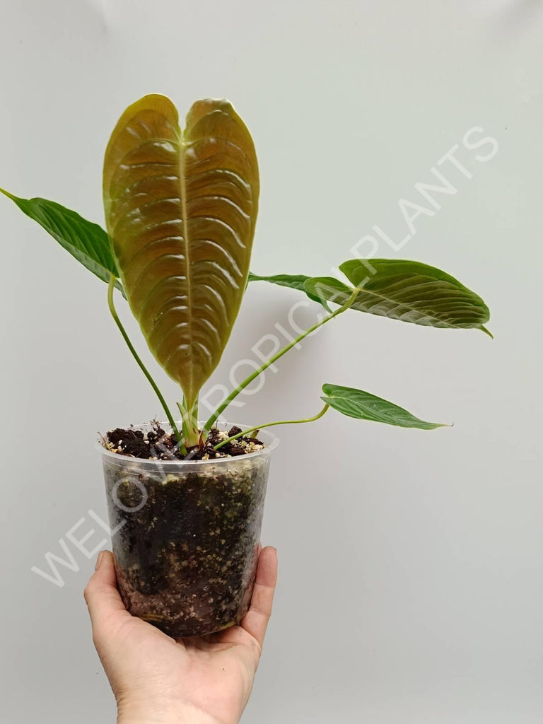 Anthurium veitchii narrow