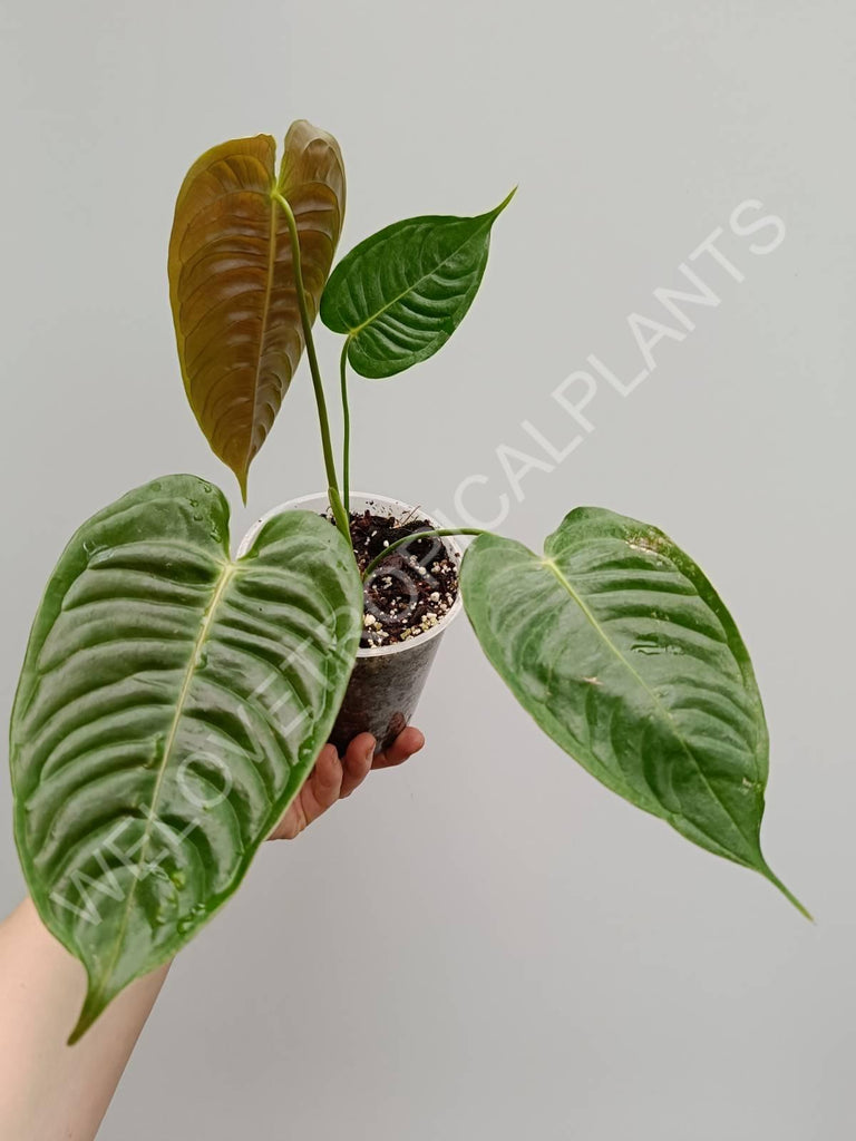 Anthurium veitchii narrow