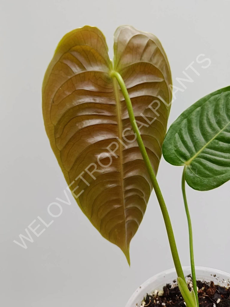 Anthurium veitchii narrow