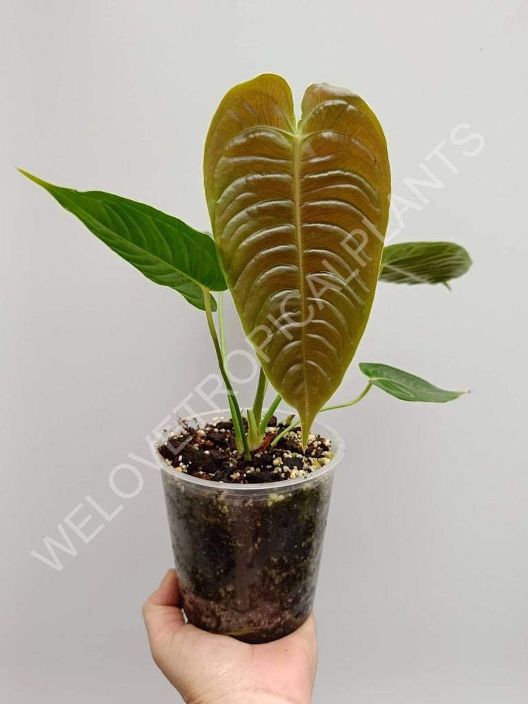 Anthurium veitchii narrow