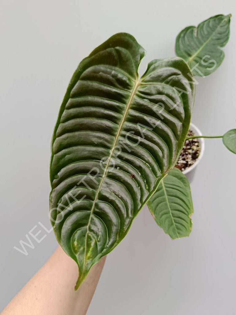 Anthurium veitchii narrow