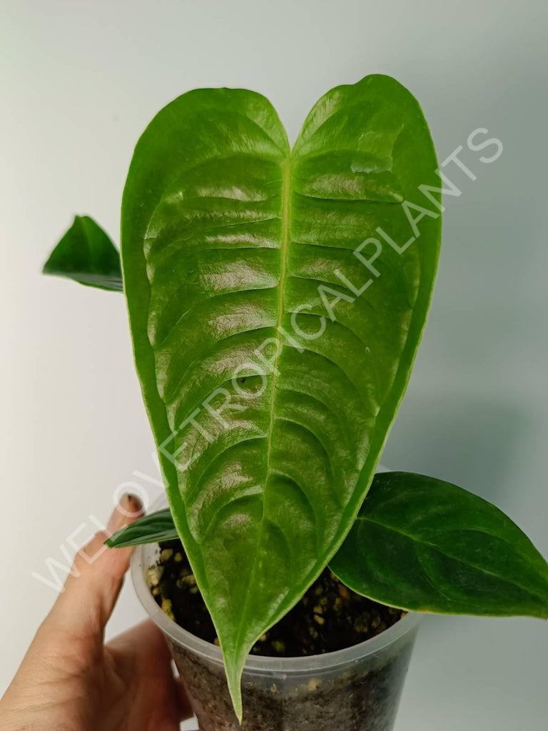 Alocasia micholitziana frydek variegata