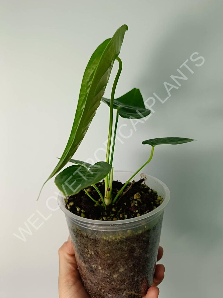 Alocasia micholitziana frydek variegata