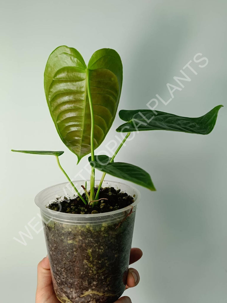 Alocasia micholitziana frydek variegata