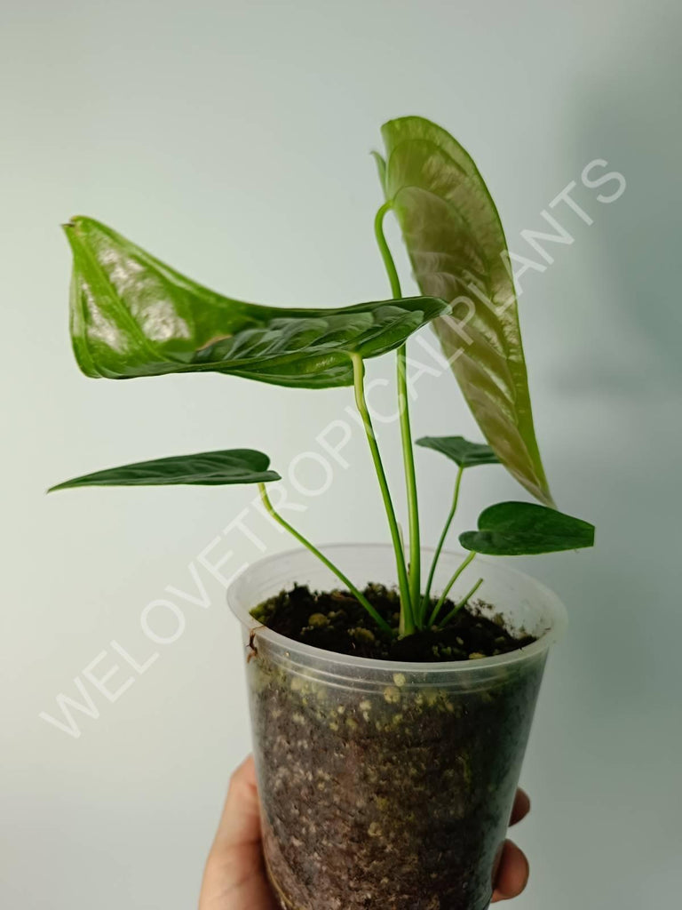 Alocasia micholitziana frydek variegata